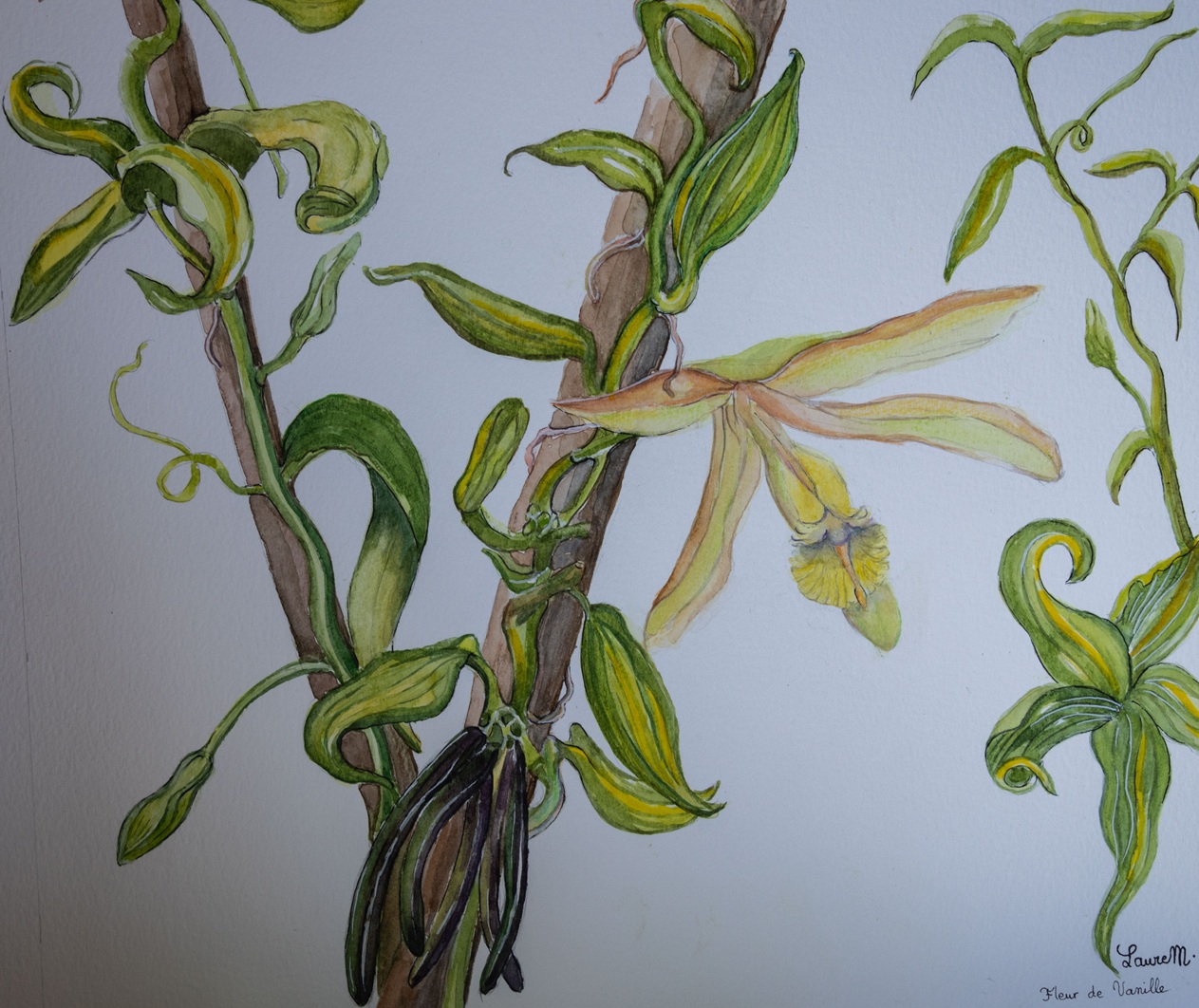 Fleur de Vanille 