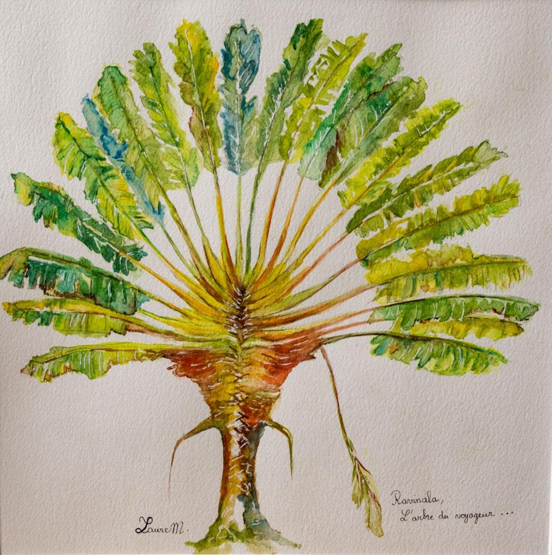 L'arbre du voyageur d'après photo 