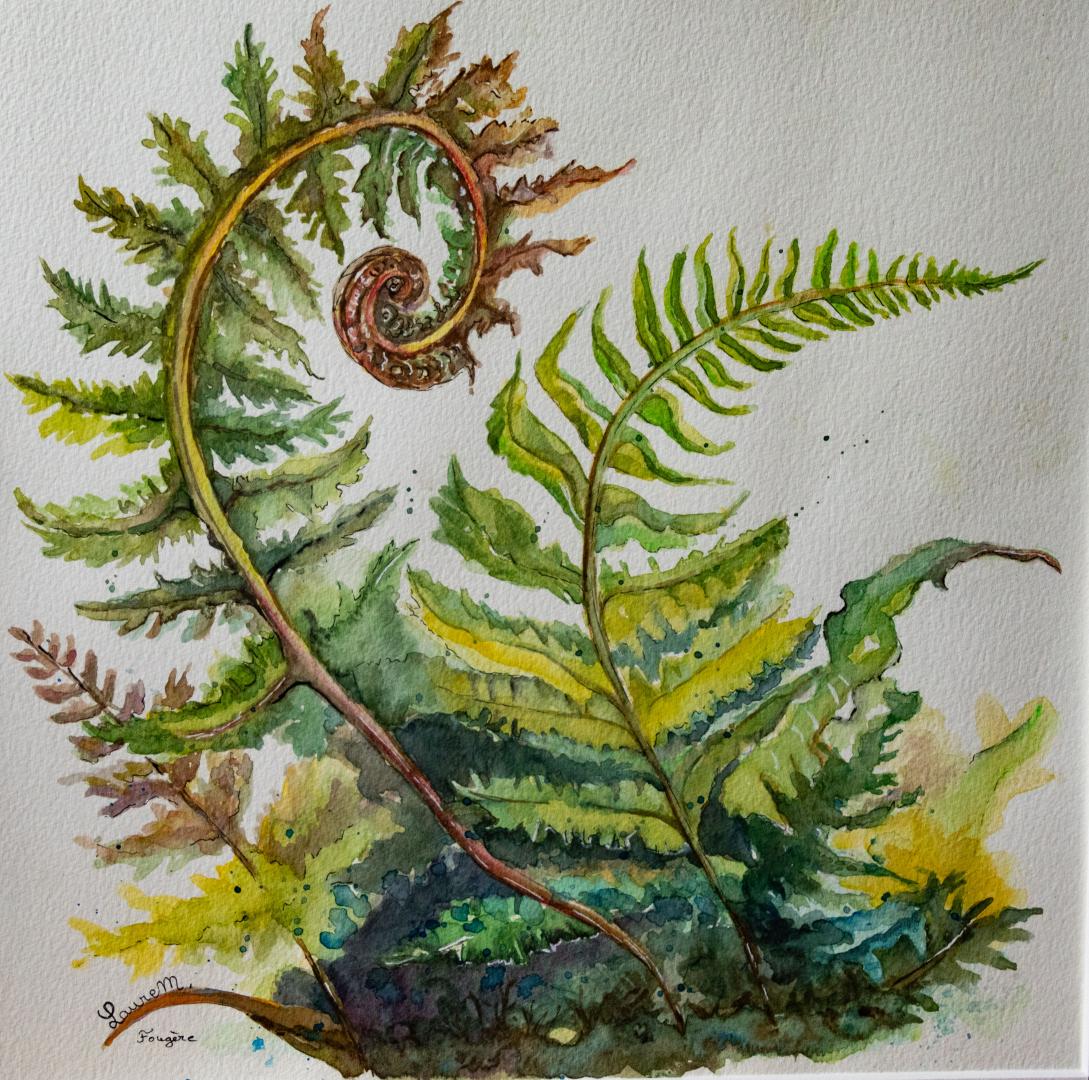 Fougère 